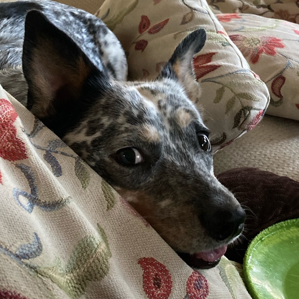 Meet your Posher, James